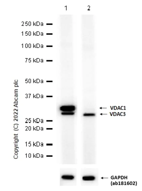 Western blot - Anti-VDAC1/Porin + VDAC3 antibody [20B12AF2] - Mitochondrial Loading Control (AB14734)