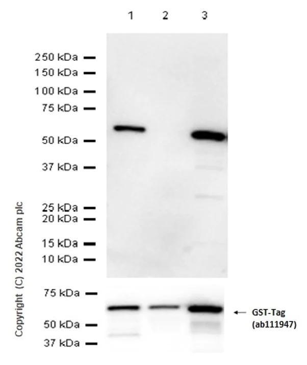 Western blot - Anti-VDAC1/Porin + VDAC3 antibody [20B12AF2] - Mitochondrial Loading Control (AB14734)