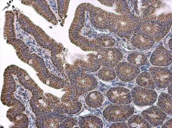 Immunohistochemistry (Formalin/PFA-fixed paraffin-embedded sections) - Anti-VDAC2 antibody - C-terminal - Mitochondrial Loading Control (AB155803)