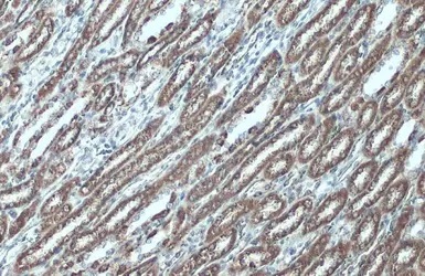 Immunohistochemistry (Formalin/PFA-fixed paraffin-embedded sections) - Anti-VDAC2 antibody - C-terminal - Mitochondrial Loading Control (AB155803)