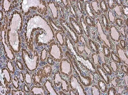 Immunohistochemistry (Formalin/PFA-fixed paraffin-embedded sections) - Anti-VDAC2 antibody - C-terminal - Mitochondrial Loading Control (AB155803)