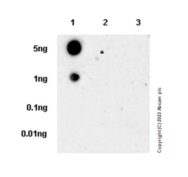 Dot Blot - Anti-VDAC2 antibody [EPR27028-135] (AB316107), expandable thumbnail