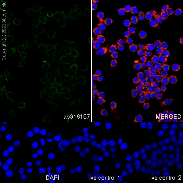 Immunocytochemistry/ Immunofluorescence - Anti-VDAC2 antibody [EPR27028-135] (AB316107), expandable thumbnail