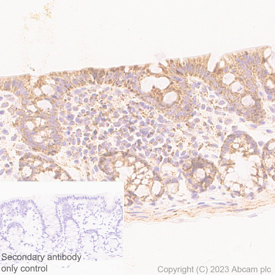 Immunohistochemistry (Formalin/PFA-fixed paraffin-embedded sections) - Anti-VDAC2 antibody [EPR27028-135] (AB316107), expandable thumbnail