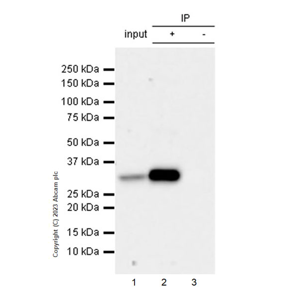 Immunoprecipitation - Anti-VDAC2 antibody [EPR27028-135] (ab316107), expandable thumbnail