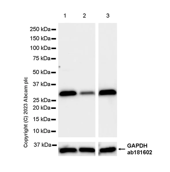 Western blot - Anti-VDAC2 antibody [EPR27028-135] - BSA and Azide free (AB316108)