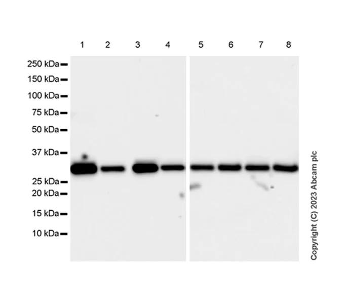 Western blot - Anti-VDAC2 antibody [EPR27028-135] - BSA and Azide free (AB316108)