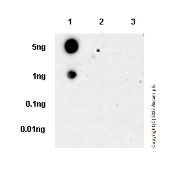 Dot Blot - Anti-VDAC2 antibody [EPR27028-135] - Mitochondrial Loading Control (AB316107)