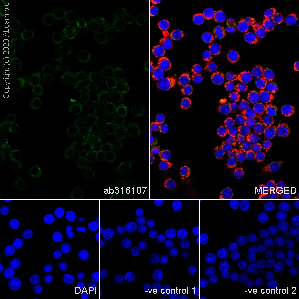Immunocytochemistry/ Immunofluorescence - Anti-VDAC2 antibody [EPR27028-135] - Mitochondrial Loading Control (AB316107)