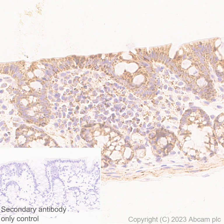 Immunohistochemistry (Formalin/PFA-fixed paraffin-embedded sections) - Anti-VDAC2 antibody [EPR27028-135] - Mitochondrial Loading Control (AB316107)