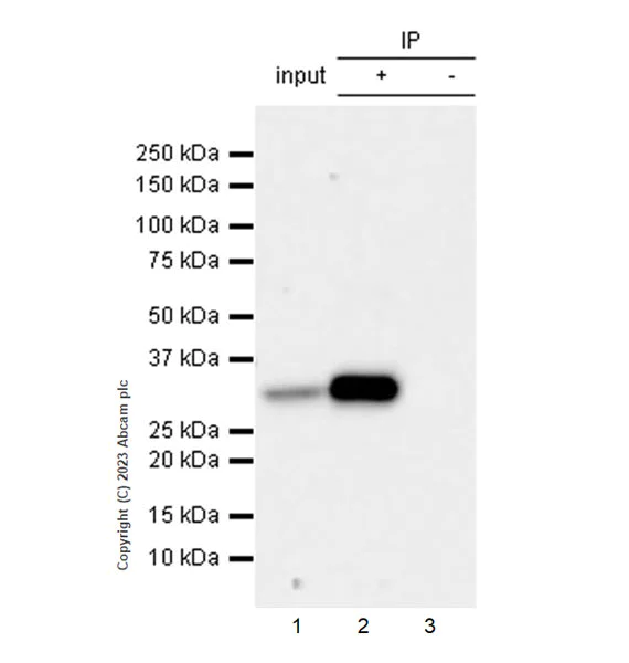 Immunoprecipitation - Anti-VDAC2 antibody [EPR27028-135] - Mitochondrial Loading Control (AB316107)