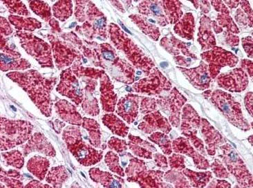 Immunohistochemistry (Formalin/PFA-fixed paraffin-embedded sections) - Anti-VDAC2 antibody - Mitochondrial Loading Control (AB118872)