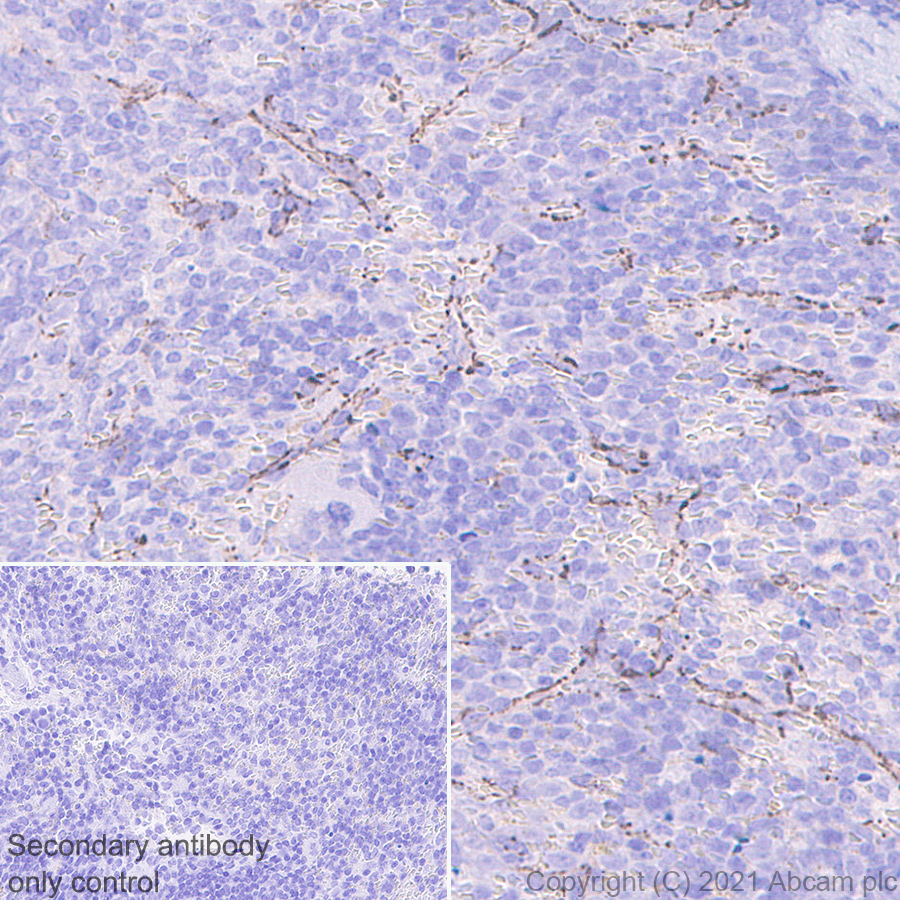 Anti-VE Cadherin antibody [11D4.1] - BSA and Azide free
