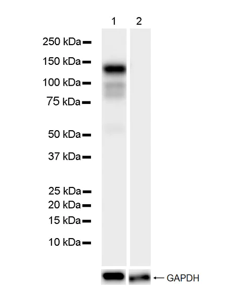 Western blot - Anti-VE Cadherin antibody [11D4.1] - BSA and Azide free (AB282291)