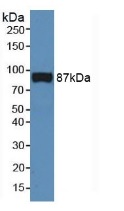 Western blot - Anti-VE Cadherin antibody (AB231227), expandable thumbnail