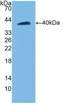 Western blot - Anti-VE Cadherin antibody (AB231227), expandable thumbnail