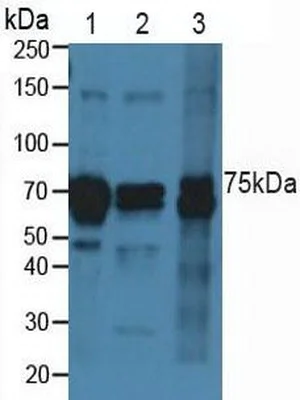 Western blot - Anti-VE Cadherin antibody (AB232880)