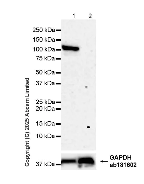 Western blot - Anti-VE Cadherin antibody [BV13] - Intercellular Junction Marker (AB91064)