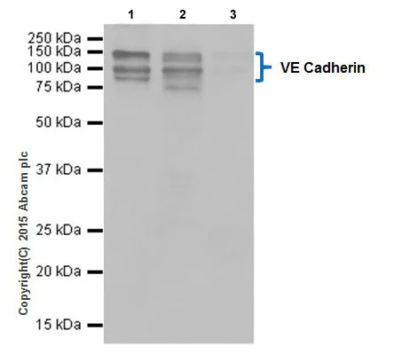 Immunoprecipitation - Anti-VE Cadherin antibody [EPR18229] - BSA and Azide free (AB232515)