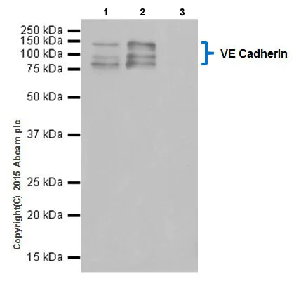 Immunoprecipitation - Anti-VE Cadherin antibody [EPR18229] - Intercellular Junction Marker (AB205336)