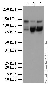 Western blot - Anti-VE Cadherin antibody [EPR18229] - Intercellular Junction Marker (AB205336), expandable thumbnail