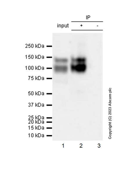 Immunoprecipitation - Anti-VE Cadherin antibody [EPR27436-55] (AB313632)