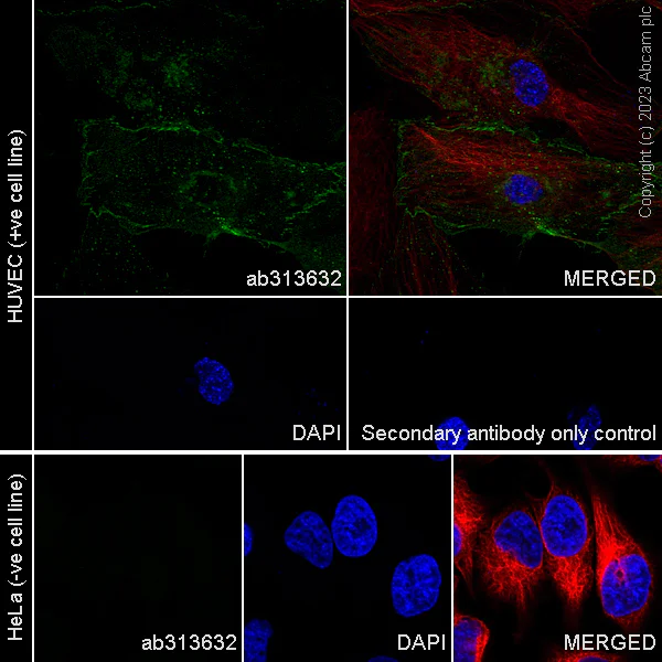 Immunocytochemistry/ Immunofluorescence - Anti-VE Cadherin antibody [EPR27436-55] - BSA and Azide free (AB313633)