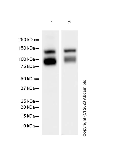Western blot - Anti-VE Cadherin antibody [EPR27436-55] - BSA and Azide free (AB313633)