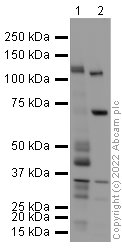 Western blot - Anti-VE Cadherin antibody - Intercellular Junction Marker (ab33168), expandable thumbnail