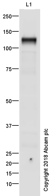 Western blot - Anti-VE Cadherin antibody - Intercellular Junction Marker (AB33168), expandable thumbnail