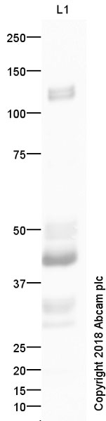 Western blot - Anti-VE Cadherin antibody - Intercellular Junction Marker (ab33168), expandable thumbnail