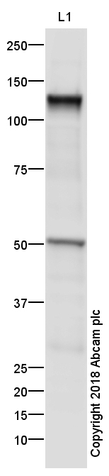 Western blot - Anti-VE Cadherin antibody - Intercellular Junction Marker (AB33168), expandable thumbnail