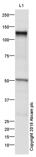 Western blot - Anti-VE Cadherin antibody - Intercellular Junction Marker (AB33168)