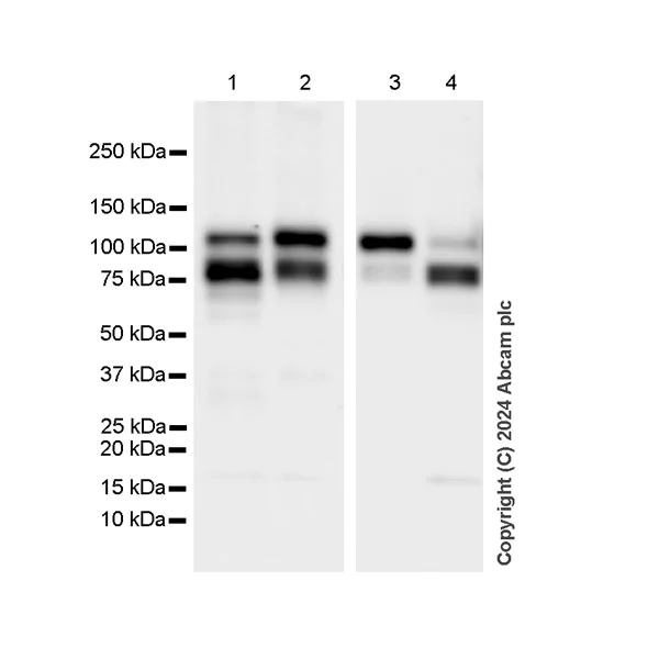 Western blot - Anti-VE Cadherin antibody [RM2022] (AB318152)