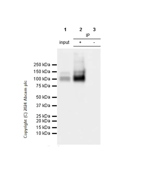 Immunoprecipitation - Anti-VE Cadherin antibody [RM2022] - BSA and Azide free (AB318153)