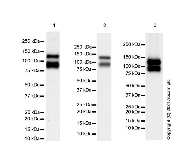 Western blot - Anti-VE Cadherin antibody [RM2022] - BSA and Azide free (AB318153)