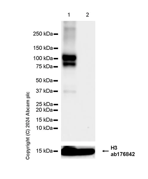 Western blot - Anti-VE Cadherin antibody [RM2022] - BSA and Azide free (AB318153)
