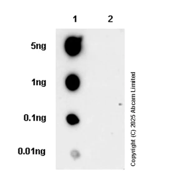 Dot Blot - Anti-VE Cadherin (phospho Y685) antibody [EPR27437-539] (AB325018)