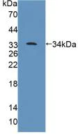 Western blot - Anti-VE-PTP antibody (AB231670)