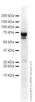 Western blot - Anti-VEGF 164 antibody (AB53465)