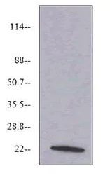 Western blot - Anti-VEGF 165A antibody [6B7] (AB69479)