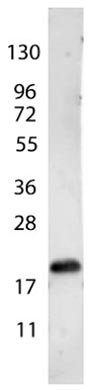 Western blot - Anti-VEGF 165A antibody (AB106580)