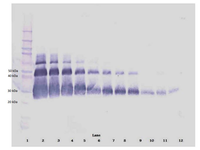 Western blot - Anti-VEGF 165A antibody - BSA and Azide free (AB291246), expandable thumbnail