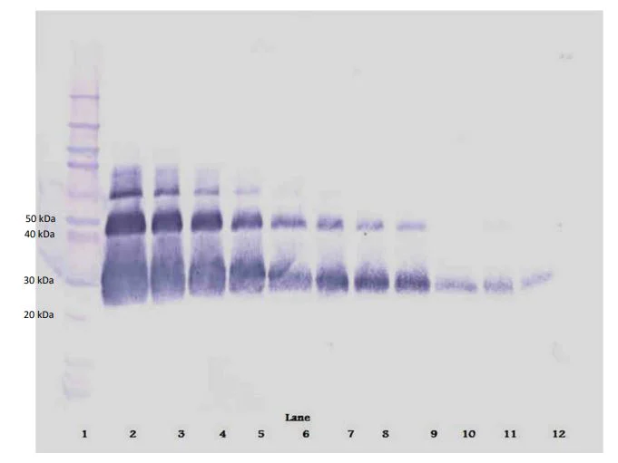 Western blot - Anti-VEGF 165A antibody - BSA and Azide free (AB291246)