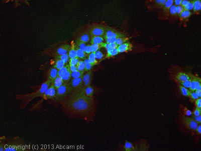 Immunocytochemistry/ Immunofluorescence - Anti-VEGF Receptor 1 antibody (AB2350)