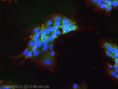Immunocytochemistry/ Immunofluorescence - Anti-VEGF Receptor 1 antibody (AB2350)