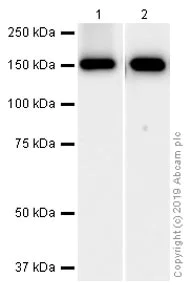 Western blot - Anti-VEGF Receptor 1 antibody [Y103] (AB32152)