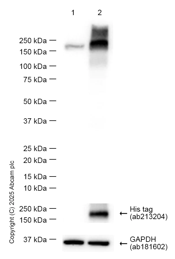 Western blot - Anti-VEGF Receptor 1 antibody [Y103] - BSA and Azide free (AB210608)
