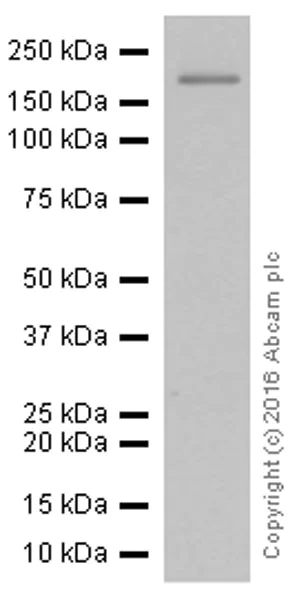 Western blot - Anti-VEGF Receptor 1 antibody [Y103] - Low endotoxin, Azide free (AB184784)