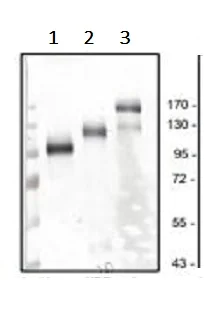 Western blot - Anti-VEGF Receptor 2 antibody [#4 (20I6)] (AB39378)